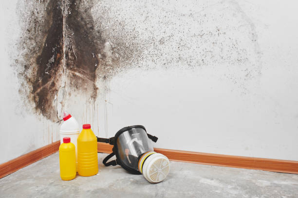 Best Residential Mold Removal  in New London, OH