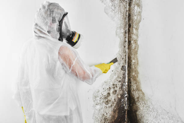 Best Local Mold Removal Service  in New London, OH