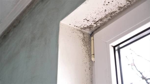 Best Toxic Mold Removal  in New London, OH