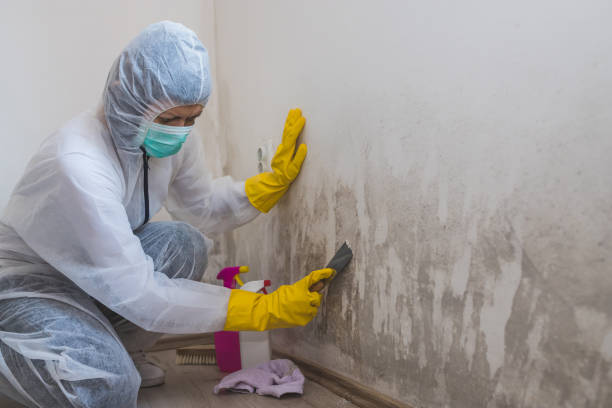 Best Fast Mold Removal  in New London, OH