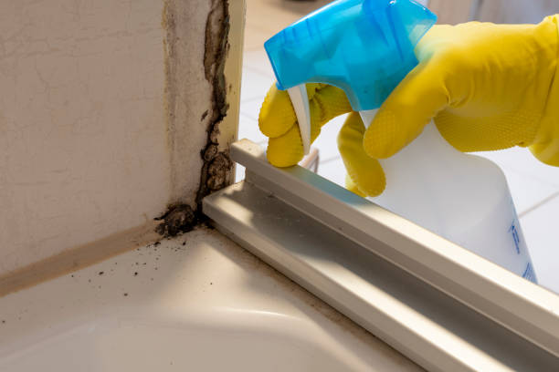 Best Mold Removal Near Me  in New London, OH