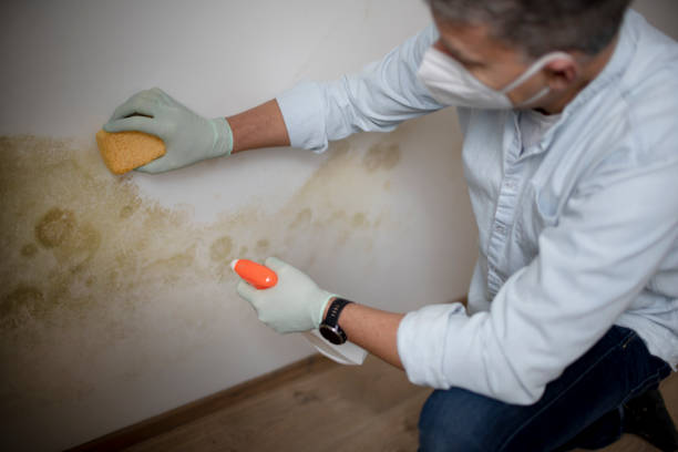 Best Emergency Mold Removal  in New London, OH