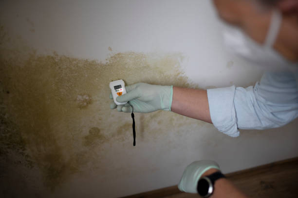 Best Toxic Mold Removal  in New London, OH