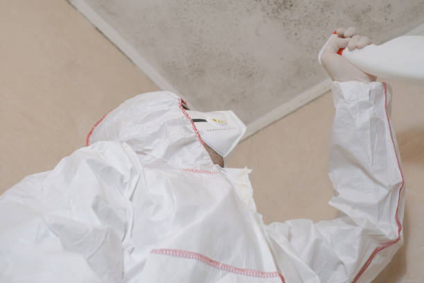 Best Fast Mold Removal  in New London, OH
