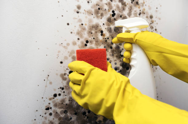 Best Mold Cleaning Services  in New London, OH