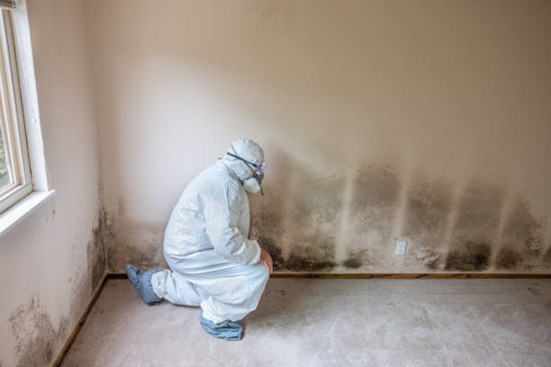 Best Mold Remediation  in New London, OH