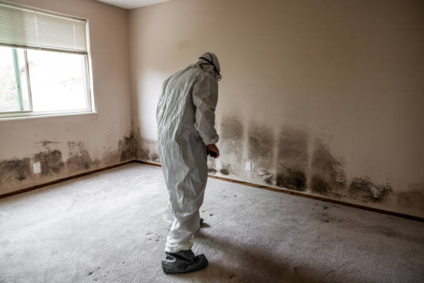 Best Mold Damage Repair  in New London, OH