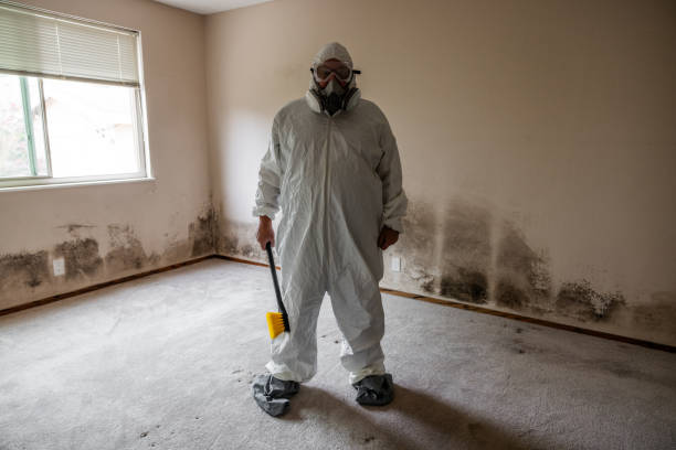 Best Affordable Mold Removal  in New London, OH